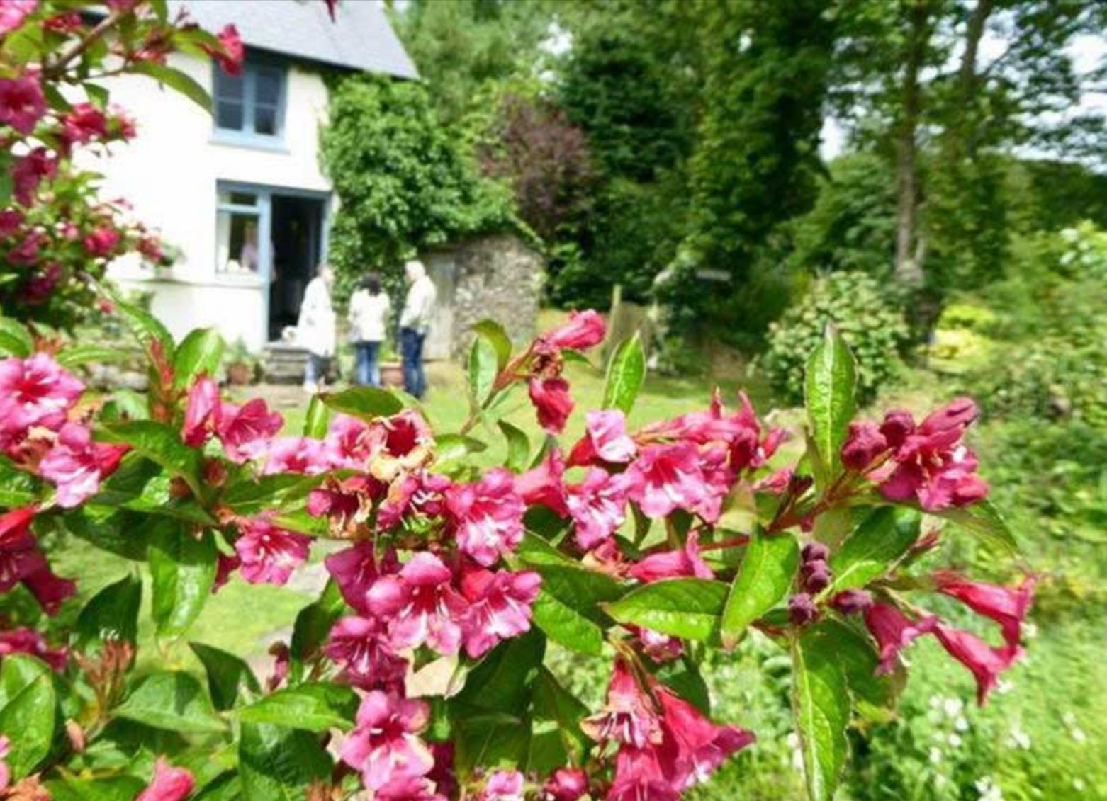 garden at holiday cottage near launceston